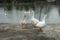 The group of white goose standing on edge of the pond and some swimming in the pond