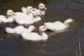 Goslings In The Pond