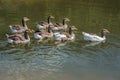 group white grey geese swimming on the pond