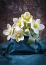 group of white hellebore flowers