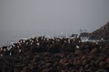 Group of white heron birds egret breeding near sea shore rocks at Madh beach