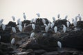 Group of white heron birds egret breeding and standing near coastal region in Maharashtra