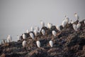 Group of white heron birds egret breeding and standing near sea shore rocks