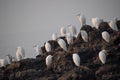 Group of white heron birds egret breeding and standing in sequence unique picture