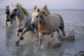 Group of white horses galloping on water at the coast of Camargue in France at dusk