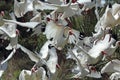 Group of white ibis taking off in Florida.