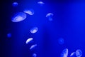 Group of jelly fish swimming in blue water Royalty Free Stock Photo