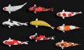 A group of white koi fish in red stripes. Fancy crap in gold and orange in black. 3D Rendering Royalty Free Stock Photo