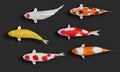 A group of white koi fish in red stripes. Fancy crap in gold and orange in black. 3D Rendering Royalty Free Stock Photo