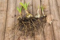 Group of white lily bulbs or Lilium candidum