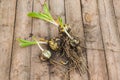 Bulbs Lilium candidum on a wooden background before planting.