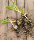 Bulbs Lilium candidum on a wooden background before planting.