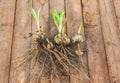 Bulbs Lilium candidum on a wooden background before planting.