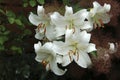 Group of white lily - closeup Royalty Free Stock Photo