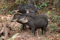 White-lipped peccaries in the Pantanal Royalty Free Stock Photo