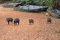 White-lipped peccaries in the Pantanal Royalty Free Stock Photo