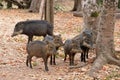 White-lipped peccaries in the Pantanal Royalty Free Stock Photo