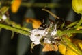 Group of mealybugs Pseudococcidae insect pest destroying flower stem Royalty Free Stock Photo