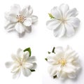 Group of white meranti flower on white background. Nature. Illustration, Generative AI Royalty Free Stock Photo