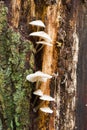 Group of white mushrooms growing on a tree trunck