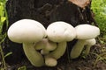 A group of white mushrooms growing