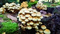 Group of white mushrooms growing on the tree stump inside the natural forest Royalty Free Stock Photo