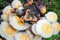 Group of white mushrooms and orange hairy curtain crust on a bark