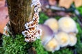 Group of white mushrooms and orange hairy curtain crust on a bark