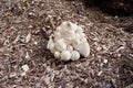 A group of white mushrooms on a pile of sawdust