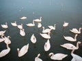 group of white mute swans down below on water animal bird background