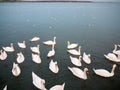 group of white mute swans down below on water animal bird background