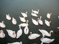 group of white mute swans down below on water animal bird background