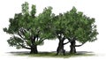 A group of White oak trees on green area with shadow Royalty Free Stock Photo