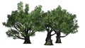A group of White oak trees Royalty Free Stock Photo