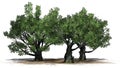 A group of White oak trees on a sand erea Royalty Free Stock Photo