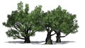 A group of White oak trees with shadow Royalty Free Stock Photo