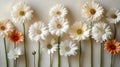 A group of white and orange daisies on a white background. Generative AI Royalty Free Stock Photo