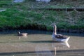 Group of white Pekin Ducks quacking Group of white Pekin Ducks quacking geese duck stock pictures swimming in the pond Royalty Free Stock Photo