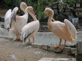 Pelican birds standing with their wings open Royalty Free Stock Photo