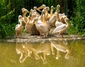 Group of white Pelicans Royalty Free Stock Photo