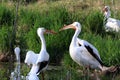 White Pelicans in tall green grass Royalty Free Stock Photo