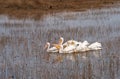 Group of White Pelicans