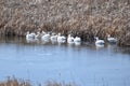 A group of white pelicans pass through Wyoming each spring