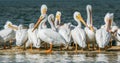 Group of white pelicans on sand bar
