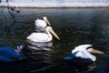 A group of white pelicans swim in the lake