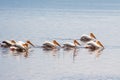 Group of white pelicans swimming on the lake Royalty Free Stock Photo