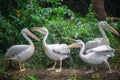 Group of white pelicans waiting to be fed in Singapore zoo