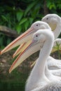 Group of white pelicans waiting to be fed in Singapore zoo