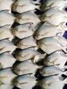 Group of White pomfret, Silver pomfret of Pampus argenteus array for sell sea food market