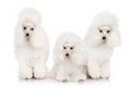 Group of white poodles Royalty Free Stock Photo